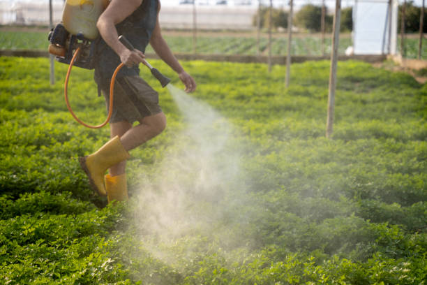 Best Pest Removal Services  in Gray, LA